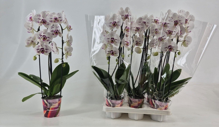 <h4>PHAL OV WIT</h4>