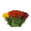 CRISANTEMO SANTINI VARIADO 080 CM