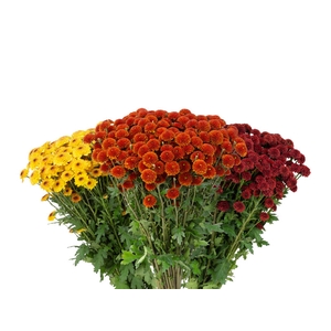 CRISANTEMO SANTINI VARIADO 080 CM