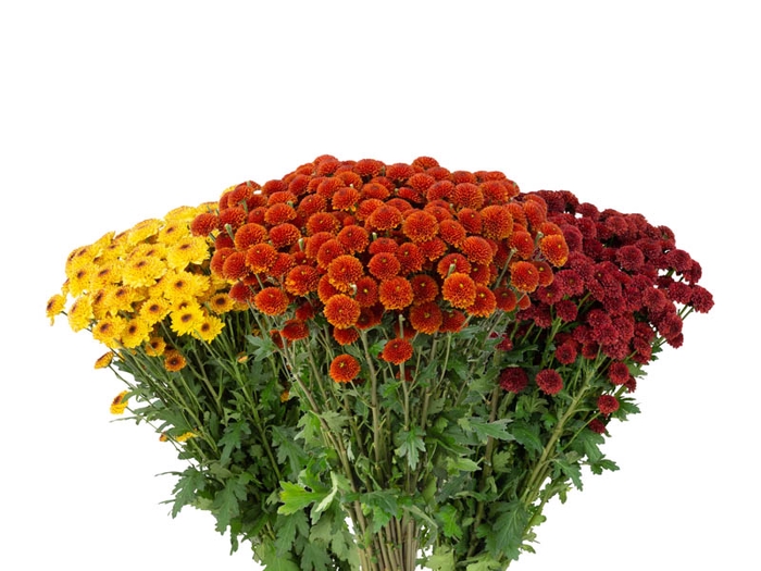 <h4>CRISANTEMO SANTINI VARIADO 080 CM</h4>