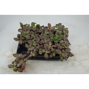 Fittonia verschaf. 'Red Angel'