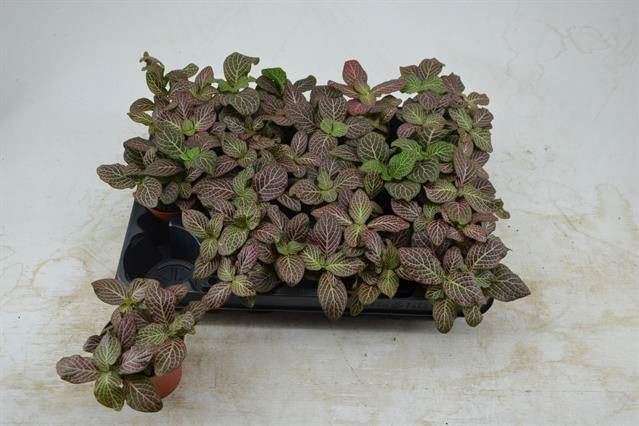 Fittonia verschaf. 'Red Angel'