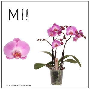 Phalaenopsis Spirit Pink 3 spike – 12cm | Mimesis