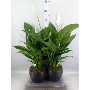 Spathiphyllum  'Bingo Cupido'