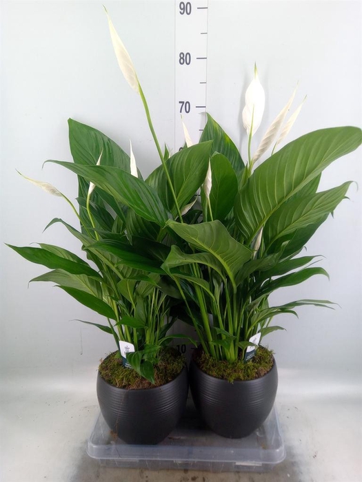 <h4>Spathiphyllum  'Bingo Cupido'</h4>