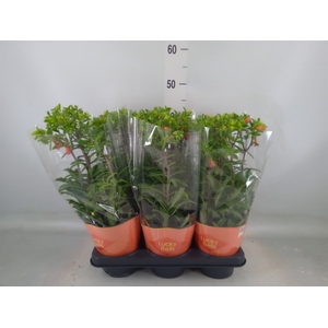 Kalanchoe HG 'Lucky Bells'