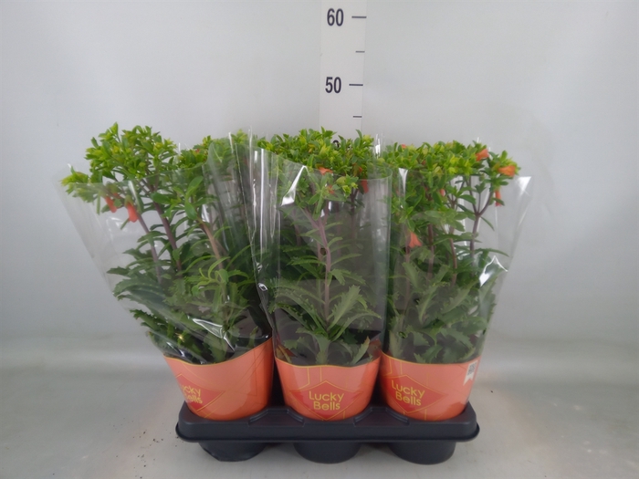 <h4>Kalanchoe HG 'Lucky Bells'</h4>