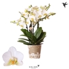 Phalaenopsis Multifloratypes Anthura Lausanne