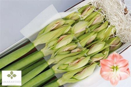 <h4>HIPP GA DARLING</h4>