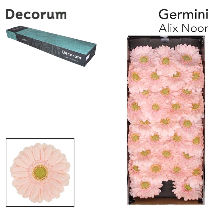 <h4>Germini Alix-Noor Doos</h4>