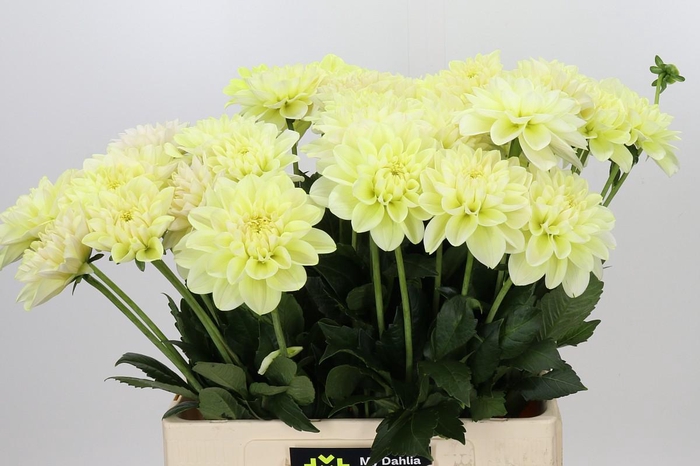 <h4>Dahlia Champagne</h4>