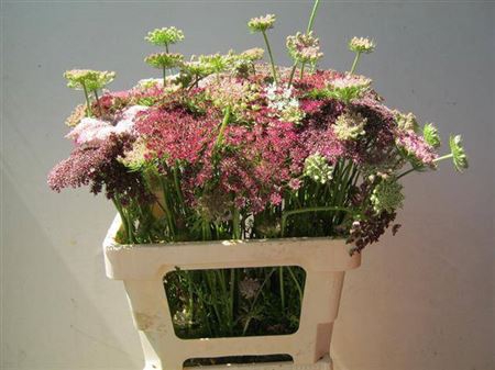 <h4>Daucus Carota Dara</h4>