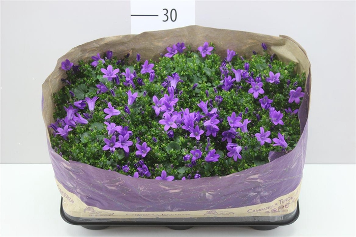 <h4>Campanula Port Blueone</h4>