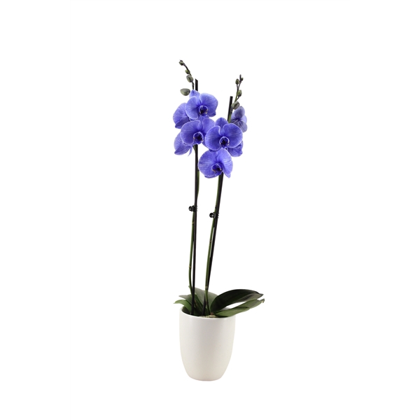 <h4>Hugo White Phal I Am Purple 2T14+</h4>