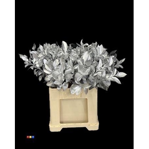 Ruscus Silver