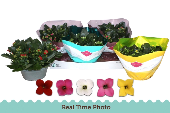 <h4>KAL EN GEM 5 KL</h4>