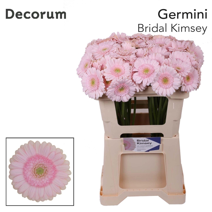 <h4>GERBERA MI 'BRIDAL KIMSEY'</h4>