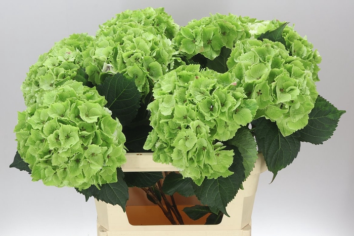 <h4>Hyd Emerald Classic</h4>