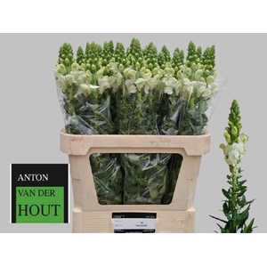 ANTIR ANTIBES WHITE