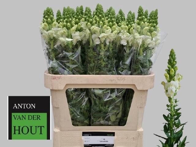 <h4>ANTIR ANTIBES WHITE</h4>