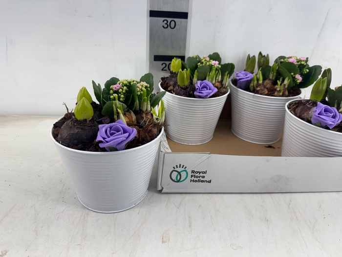 <h4>ARR PL IN SCHAAL</h4>