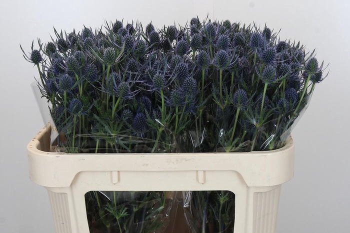 <h4>Eryngium Blue Dynamite</h4>