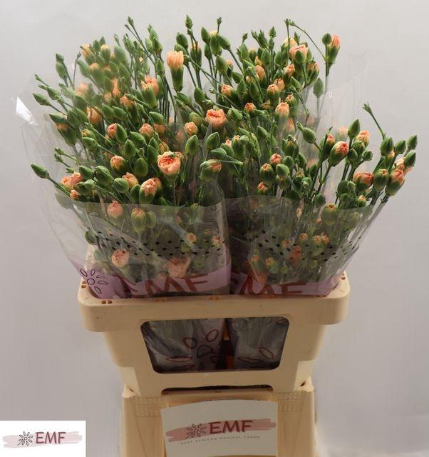 <h4>DI TR SALADA</h4>