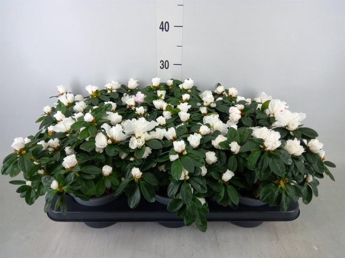 <h4>Rhododendron sim. 'Witte Vogel'</h4>