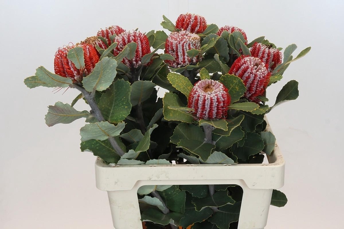 <h4>Banksia Coccinea</h4>