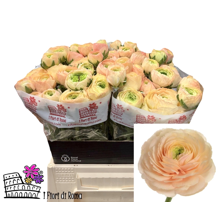 <h4>RAN SU TUAREG</h4>