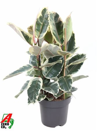 <h4>Ficus El Tineke 3pp</h4>