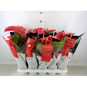 Anthurium andr. 'Querida'