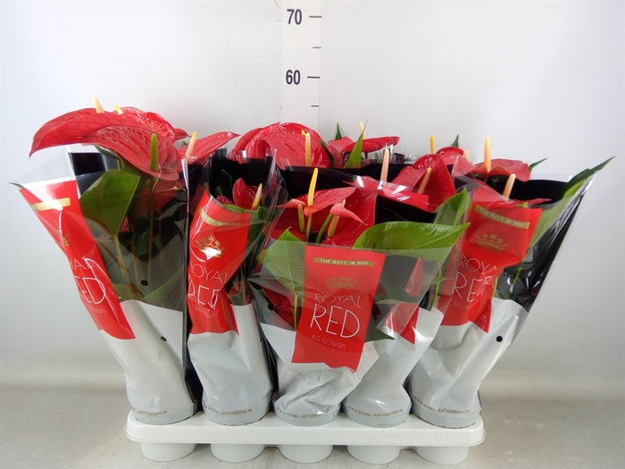 <h4>Anthurium andr. 'Querida'</h4>