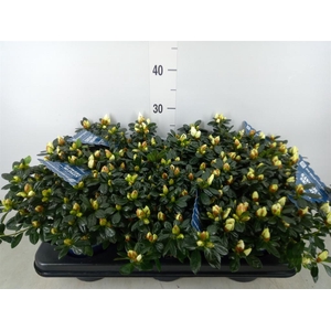 Rhododendron sim. 'Hor Chris Belli'