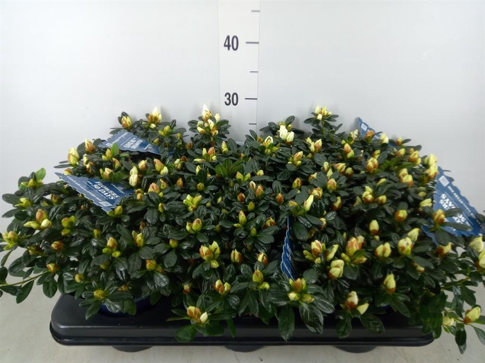 <h4>Rhododendron sim. 'Hor Chris Belli'</h4>