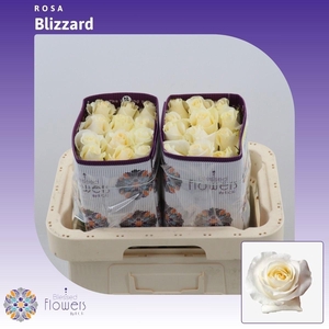 R GR BLIZZARD@