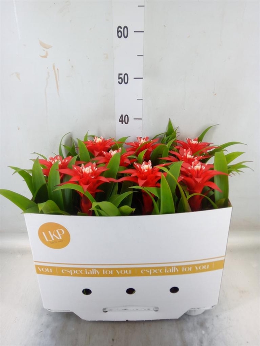 <h4>Guzmania  'Confetti'</h4>