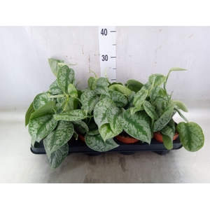 Scindapsus pictus 'Trebie'