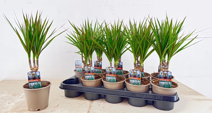 <h4>DRA MARGINATA</h4>