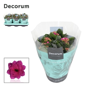 Kalanchoe Decorum - Purple