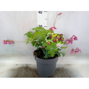 Dicentra formosa 'Bacchanal'