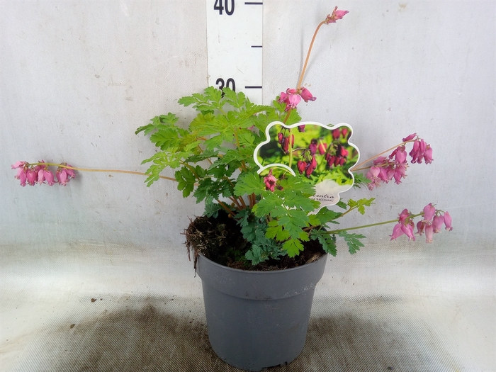 <h4>Dicentra formosa 'Bacchanal'</h4>