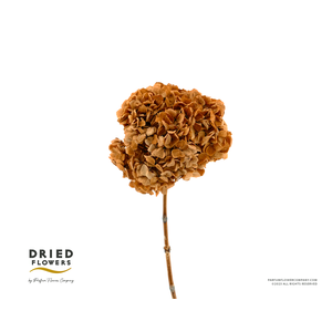 Dried Bleached Hydrangea Anna Mustard