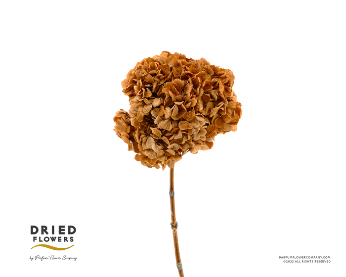 <h4>Dried Bleached Hydrangea Anna Mustard</h4>