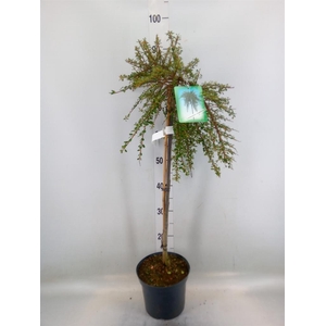 Cotoneaster congestus