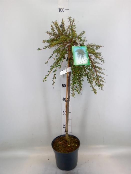 <h4>Cotoneaster congestus</h4>