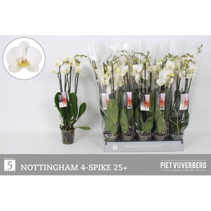 PHAL WHITE NOTTINGHAM 4 TAK