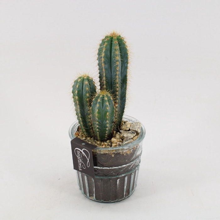 CTFD-2402 Cactus Fundamentals
