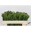 Kaaps Groen Albigreen