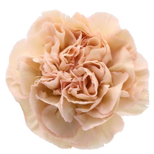 Dianthus St Lege Marrone